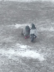 Columba livia domestica