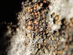 Gyalolechia flavovirescens