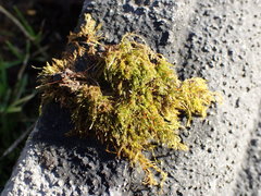 Amblystegium serpens