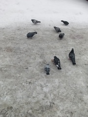 Columba livia domestica