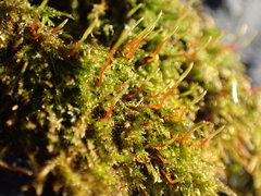 Amblystegium serpens