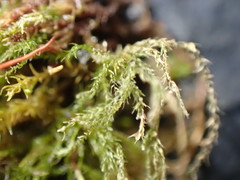 Amblystegium serpens