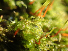 Amblystegium serpens