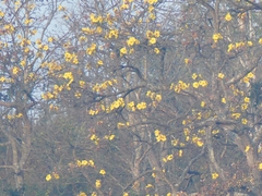Cochlospermum religiosum