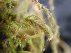 Amblystegium serpens