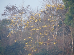 Cochlospermum religiosum