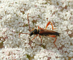 Stenopterus mauritanicus