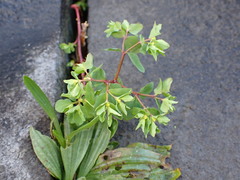 Euphorbia peplus
