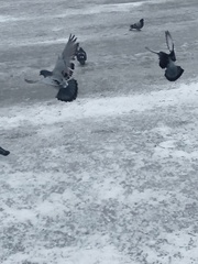 Columba livia domestica