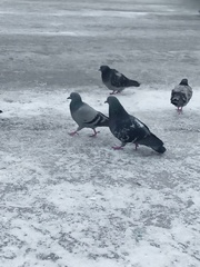 Columba livia domestica