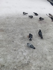 Columba livia domestica