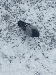 Columba livia domestica