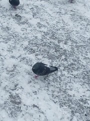 Columba livia domestica