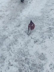 Columba livia domestica