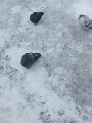 Columba livia domestica