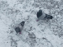 Columba livia domestica
