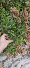 Symphyopappus casarettoi