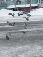 Columba livia domestica