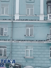 Columba livia domestica