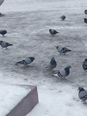 Columba livia domestica