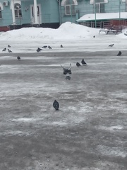 Columba livia domestica