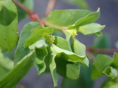 Euphorbia peplus