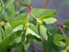 Euphorbia peplus