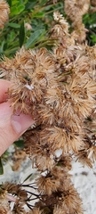 Symphyopappus casarettoi