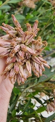 Symphyopappus casarettoi