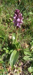 Himantoglossum robertianum