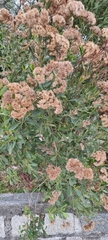 Symphyopappus casarettoi