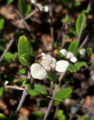Spyridium thymifolium