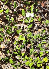 Spyridium thymifolium