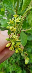 Metastelma burchellii