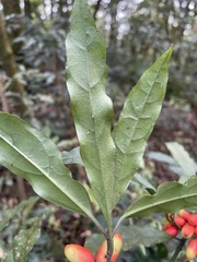 Aucuba chinensis
