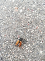 Coleoptera