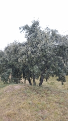 Quercus rotundifolia