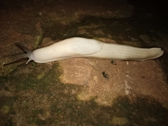 Urocyclidae