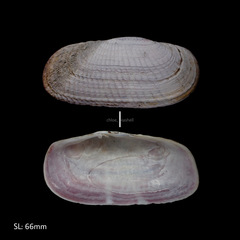 Solecurtus divaricatus