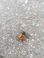 Coleoptera