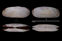 Solecurtus divaricatus
