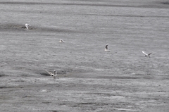 Chroicocephalus ridibundus