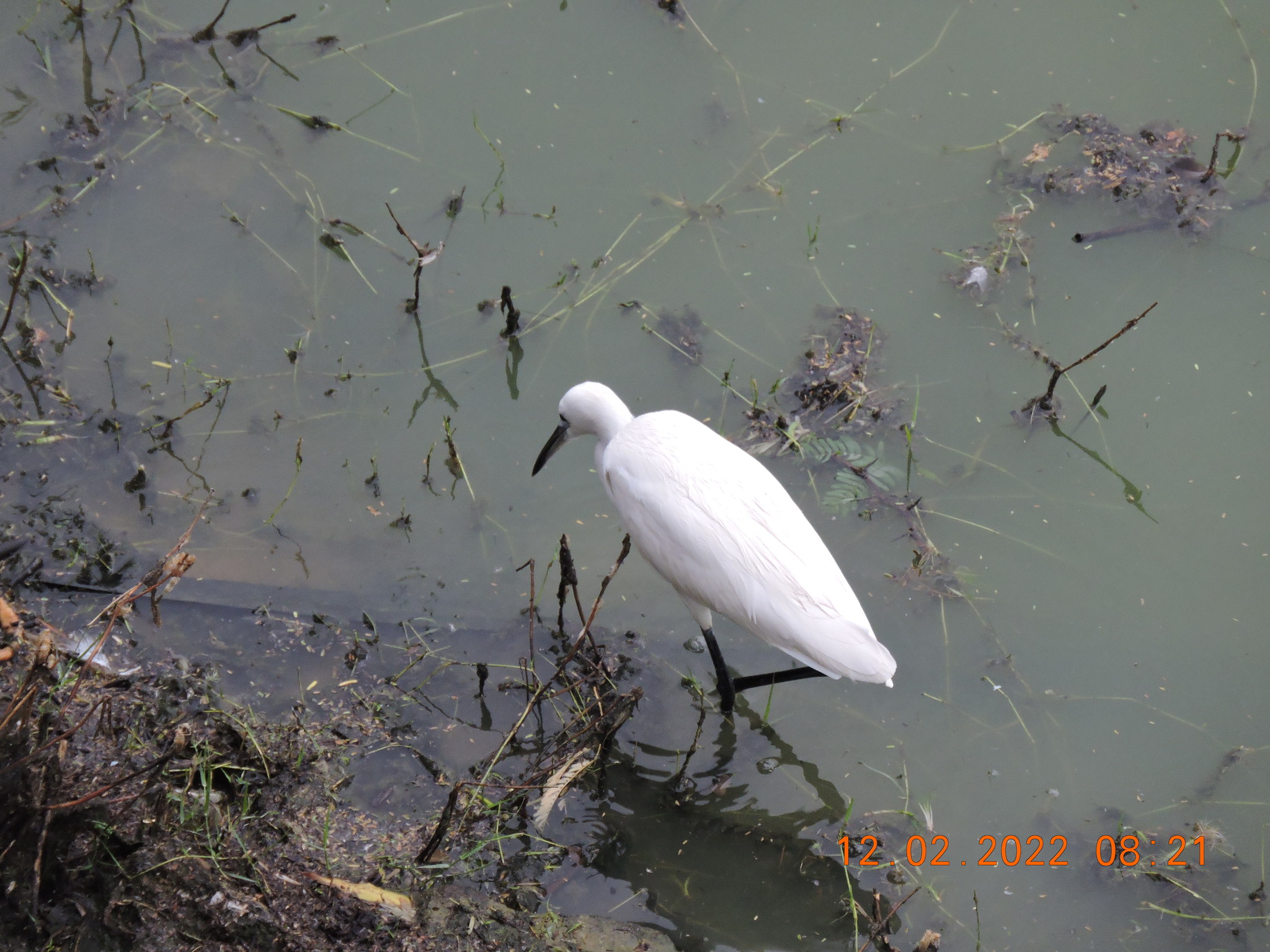 Little Egret