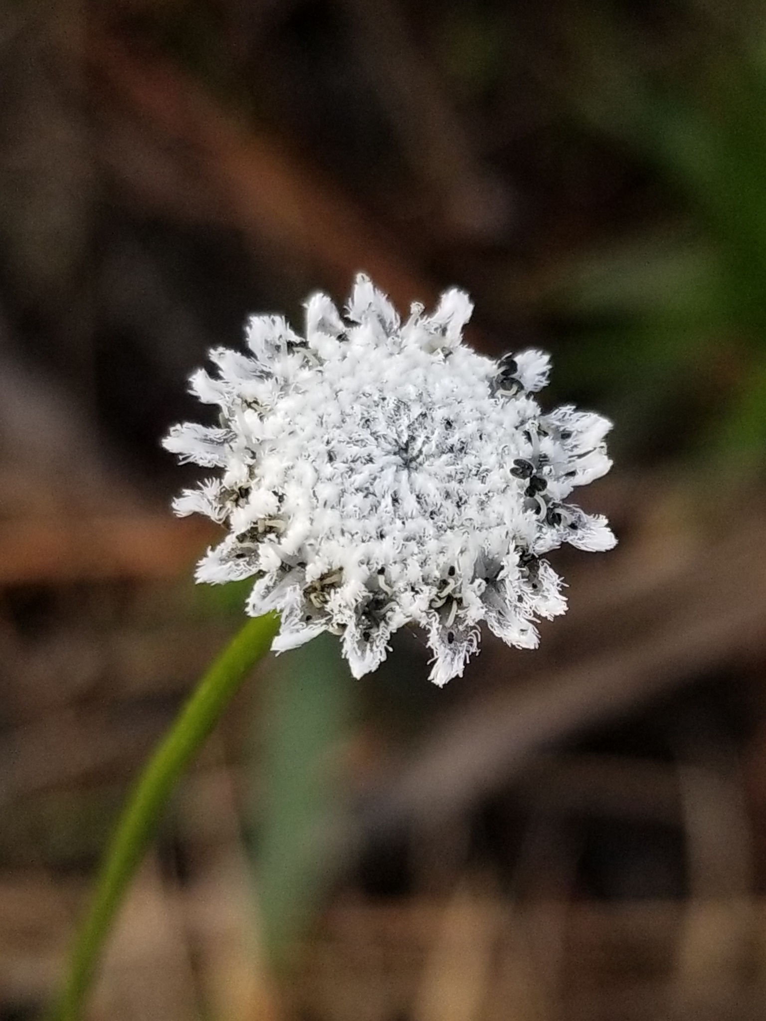 Eriocaulon compressum