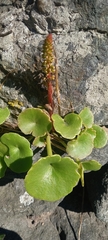 Umbilicus rupestris