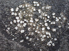 Lecanoromycetes