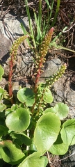 Umbilicus rupestris