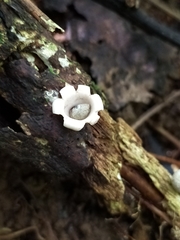 Geastrum mirabile