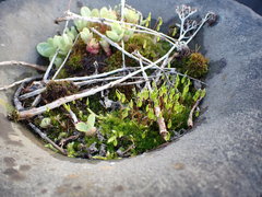 Ptychostomum capillare