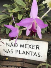 Laelia